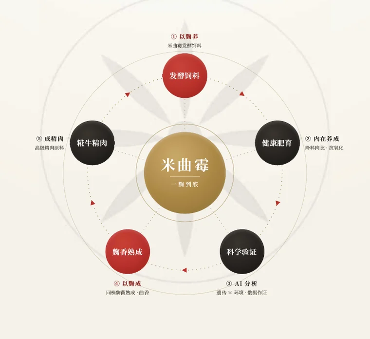 米曲霉 五环闭环